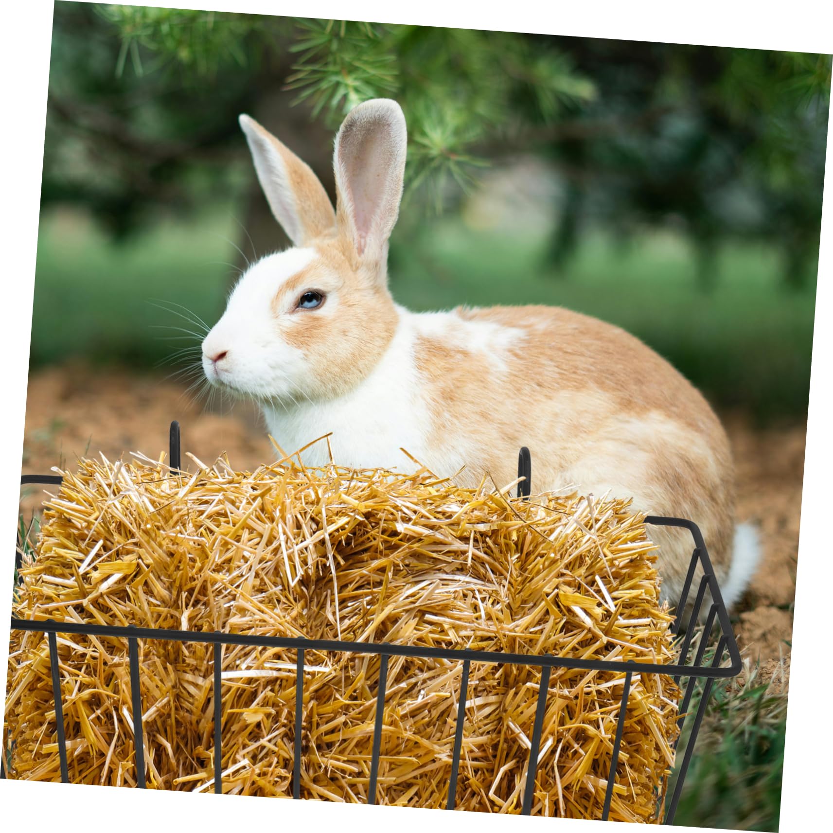 Alipis Râtelier à Foin Métal Lapin Lot de 2 Noir