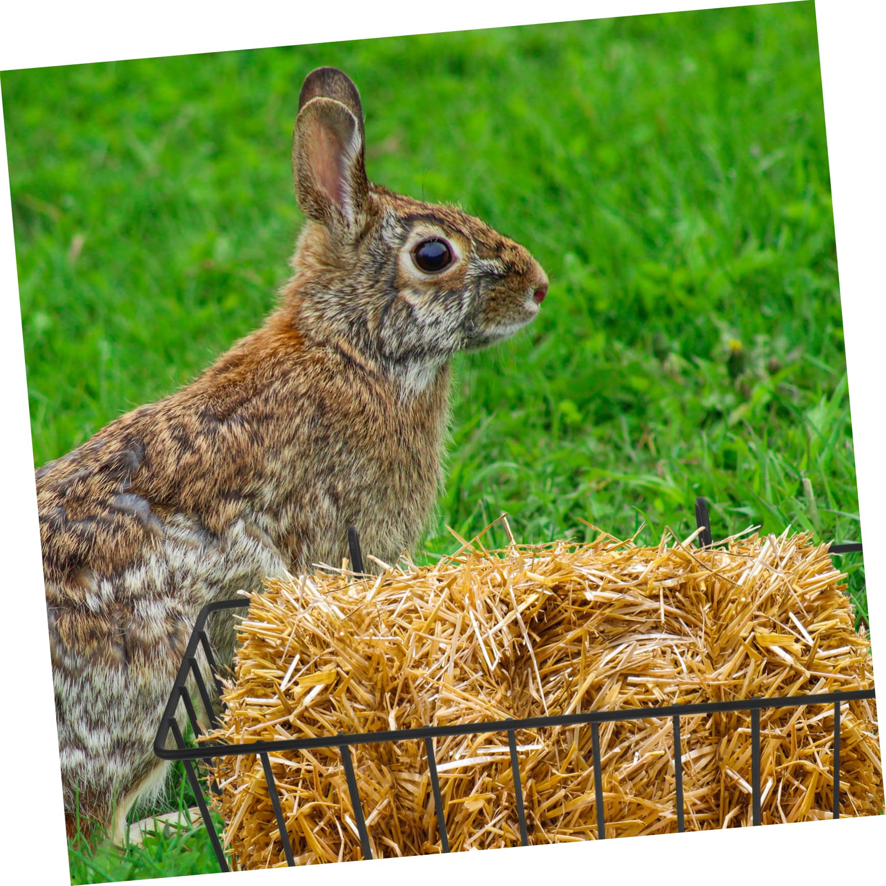 Alipis Râtelier à Foin Métal Lapin Lot de 2 Noir
