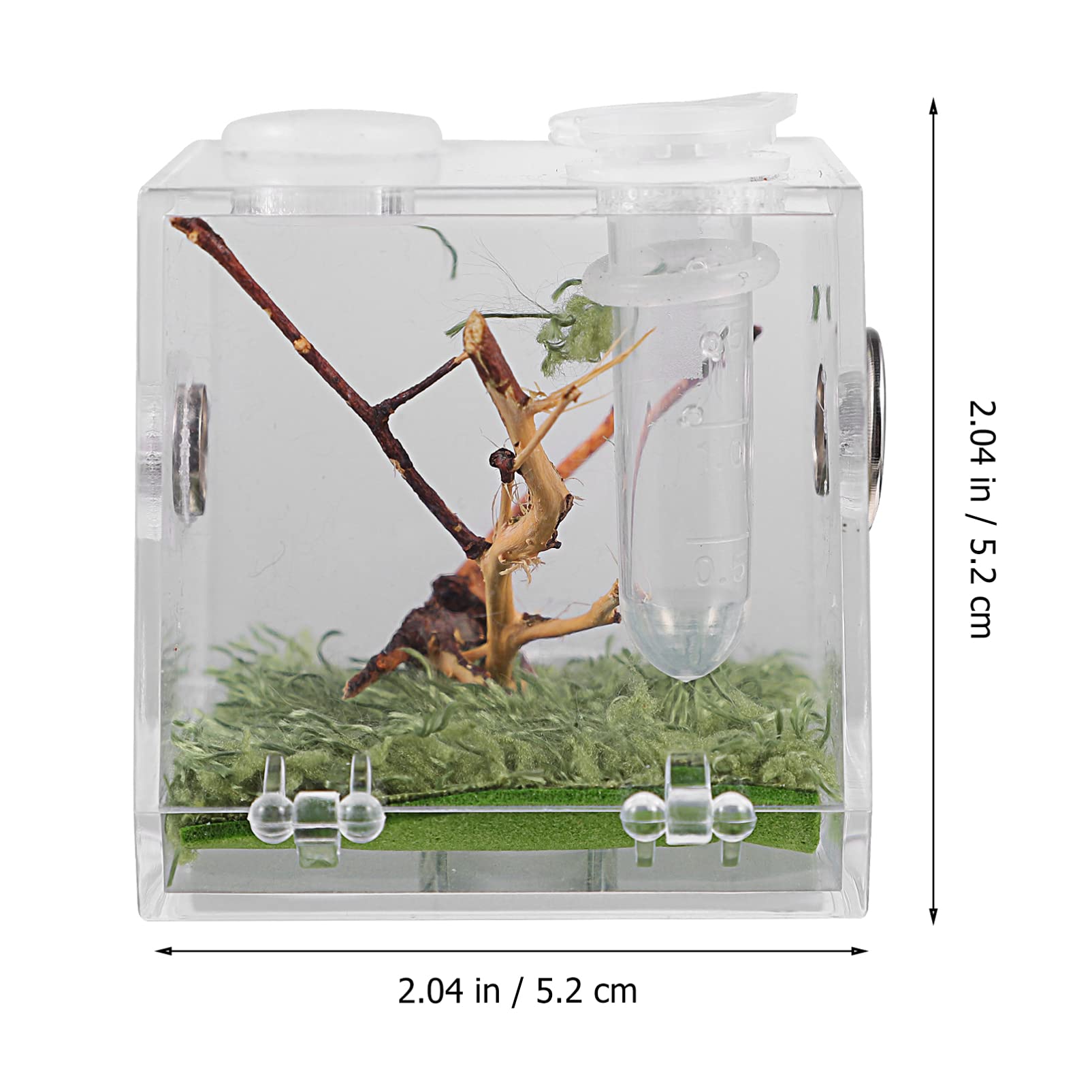 Alipis Terrarium acrylique araignée 5 cm avec pince