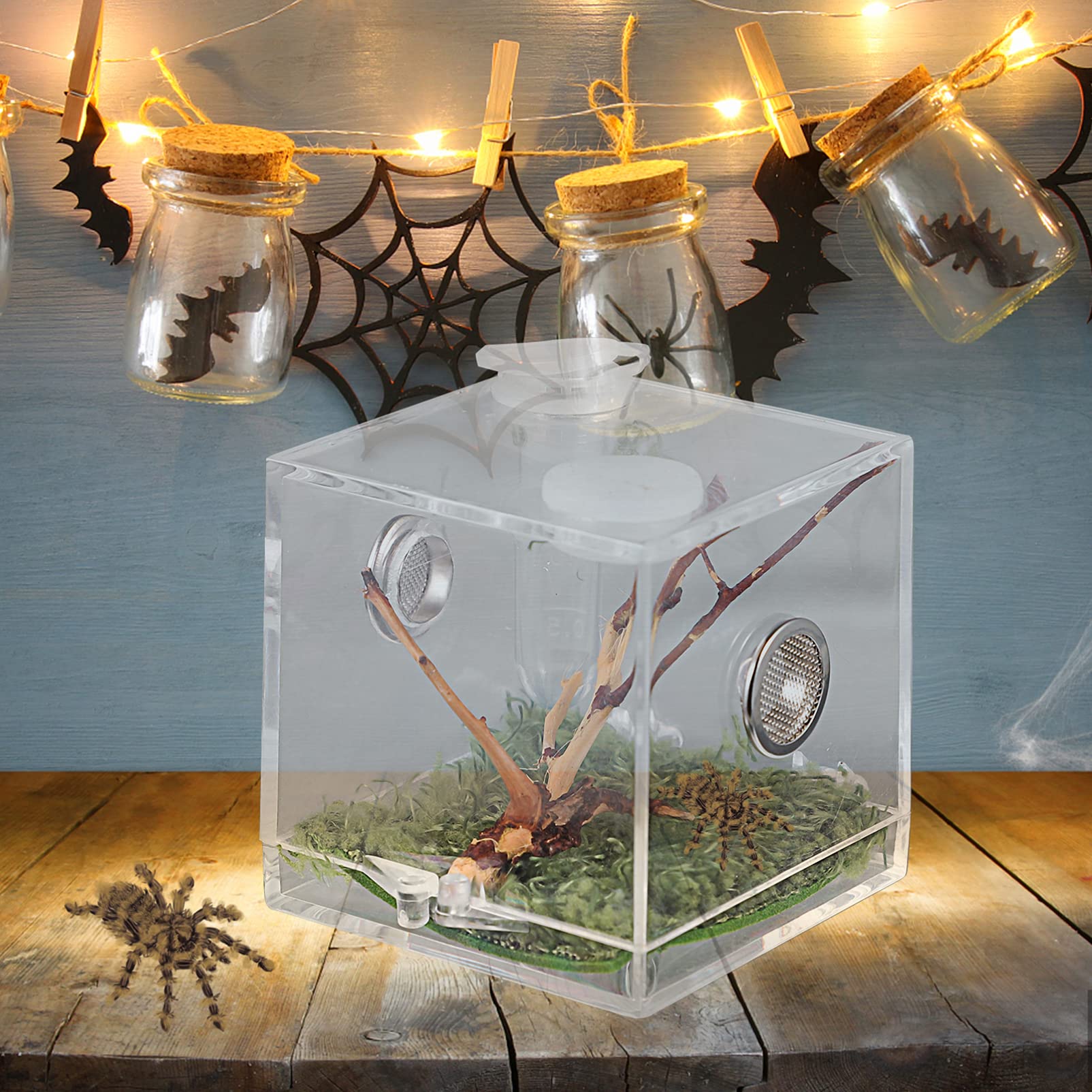 Alipis Terrarium acrylique araignée 5 cm avec pince